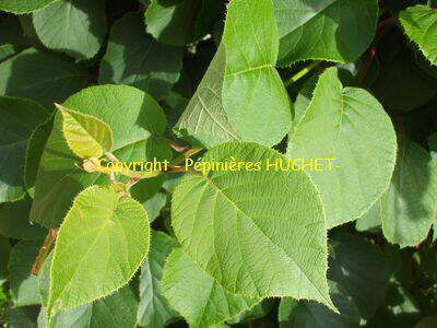 ACTINIDIA male