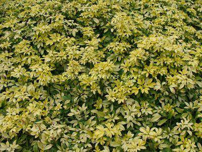 CHOISYA ternata 'Moonglow'