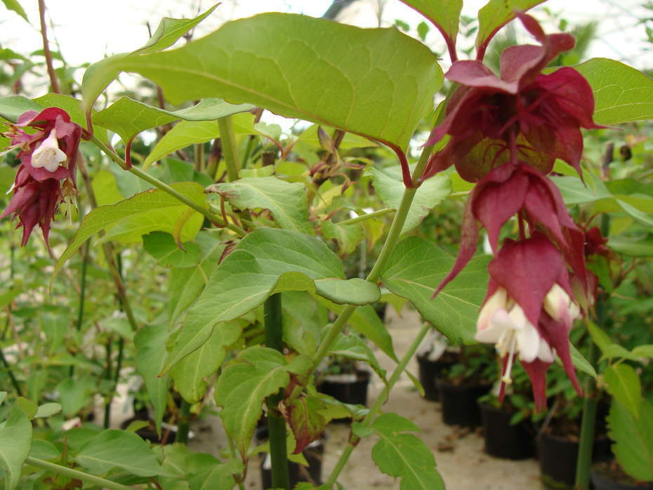 LEYCESTERIA formosa