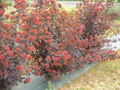 PHYSOCARPUS 'Diabolo'