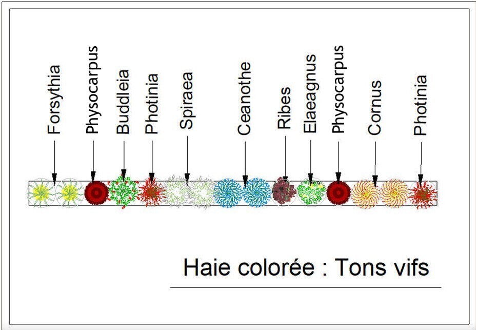  - Kit de haie : Haie colorée tons vifs - 15 plants - Kit haie