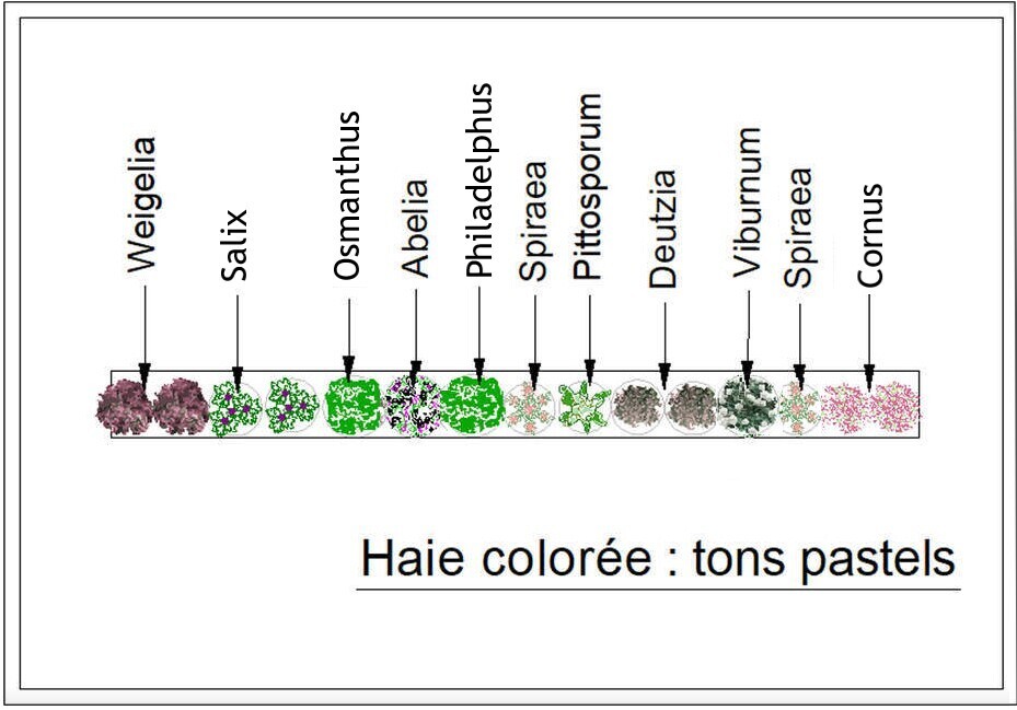  - Kit de haie : Haie colorée tons pastels - 15 plants - Kit haie