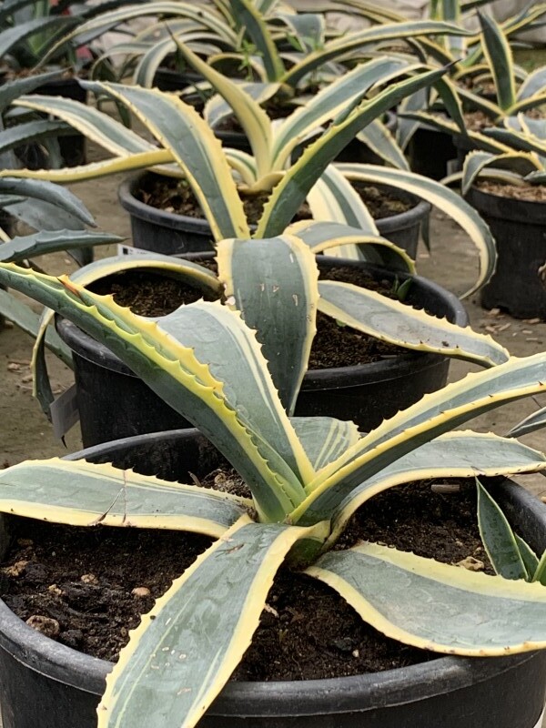 Agave des montagnes - AGAVE americana 'Variegata' - Arbuste