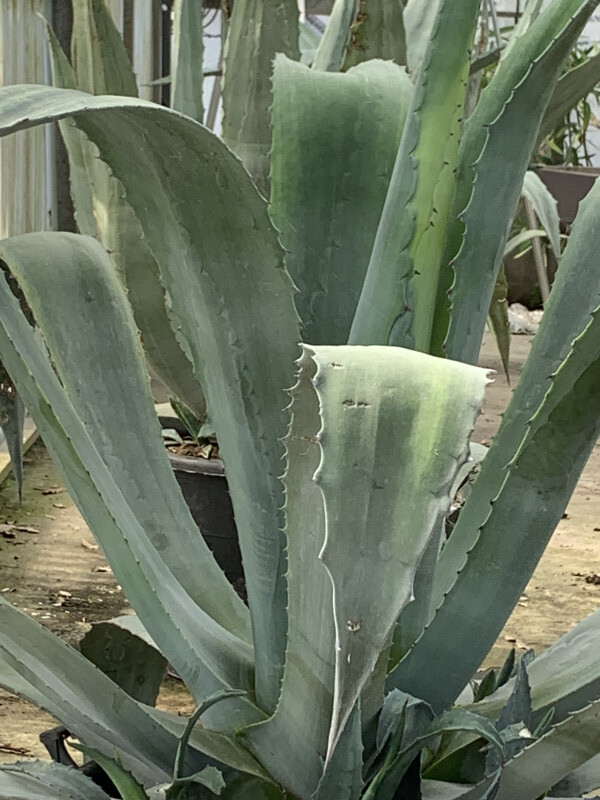 Agave d'Amérique - AGAVE 'Americana' - Arbuste