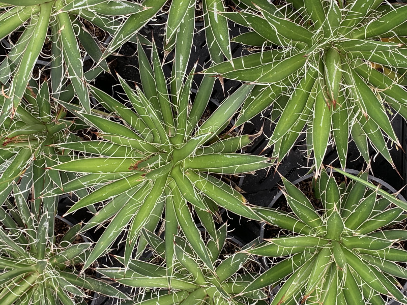 Agave à fleurs jumelles - AGAVE 'Germiniflora' - Arbuste