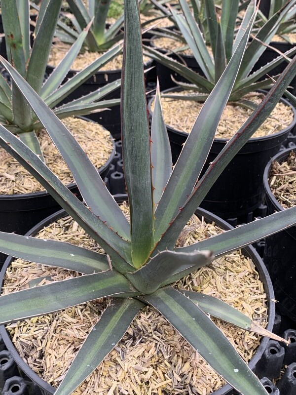 Agave du Chihuahua - AGAVE 'Lechuguilla' - Arbuste