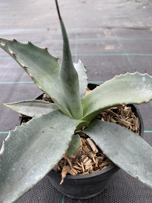 Agave des montagnes - AGAVE 'Montana' - Arbuste