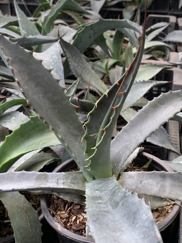 Agave de Palmer - AGAVE 'Palmeri' - Arbuste