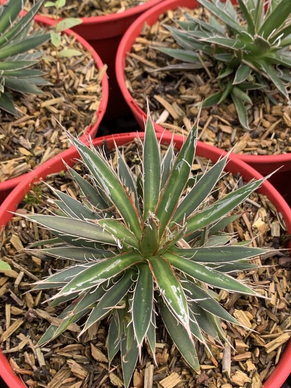 Agave - AGAVE schidigera 'White stripe' - Arbuste