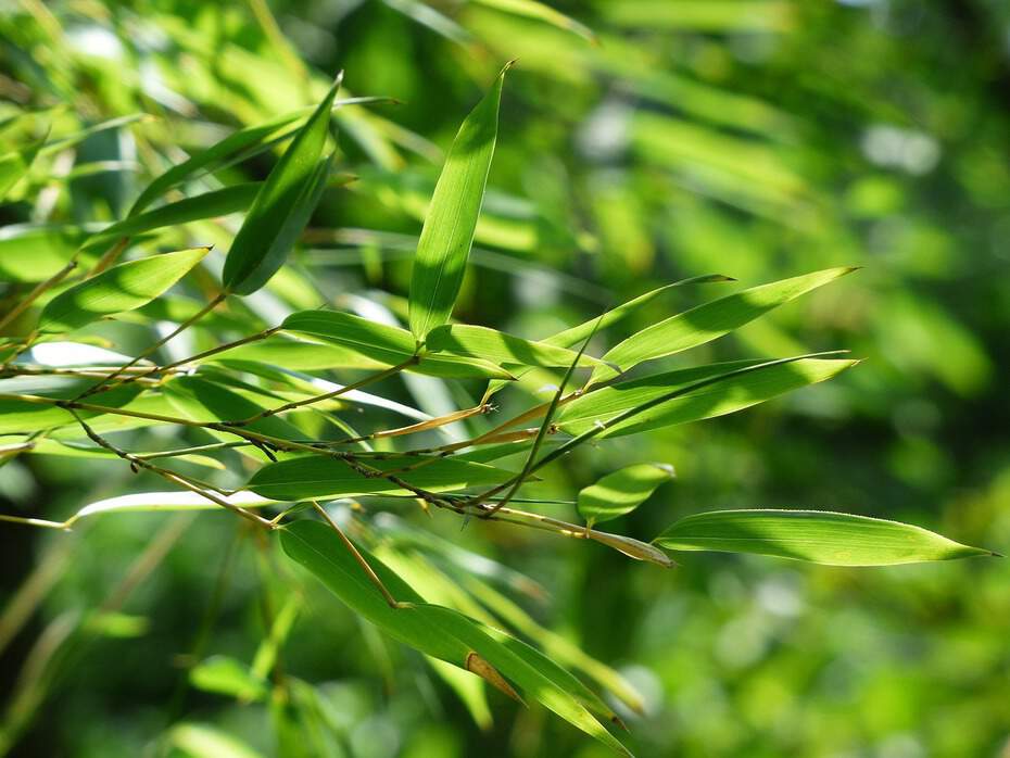 Choisir un bambou pour un pot ou une jardinière - Gamm vert