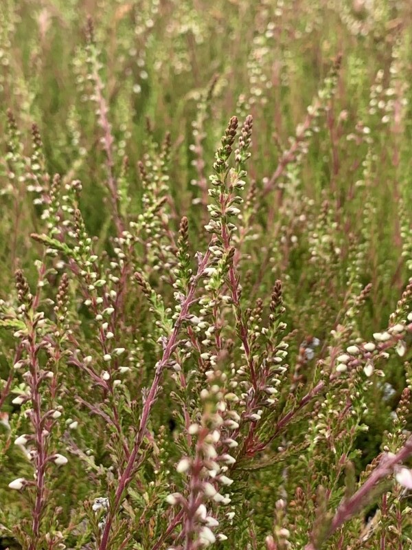 Bruyère d'été - BRUYERE - CALLUNA  'Radnor' - Arbuste