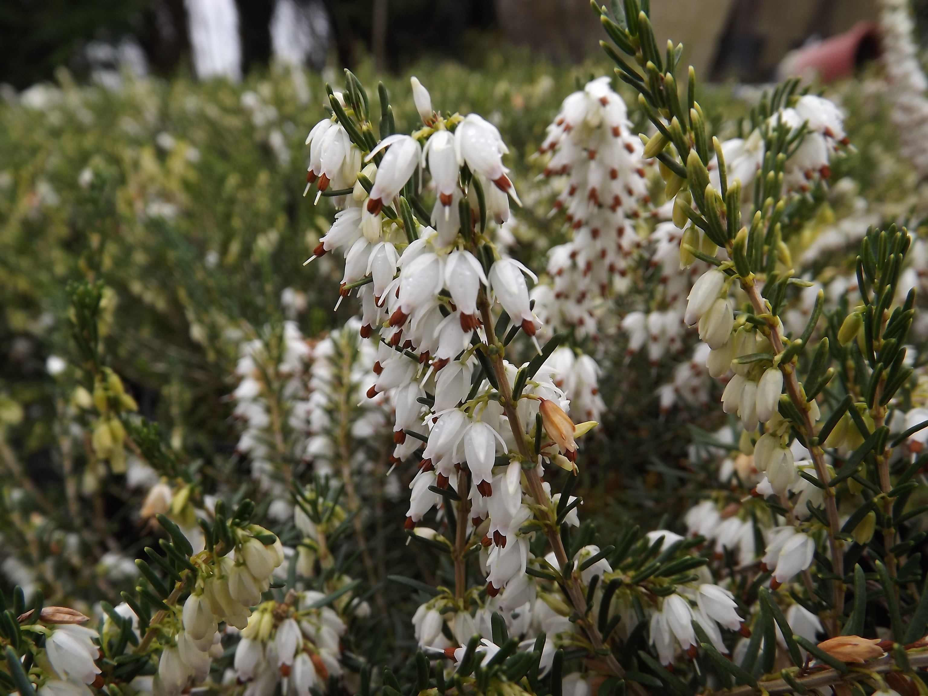 Bruyère - BRUYERE - ERICA carnea 'White Glow' - Arbuste