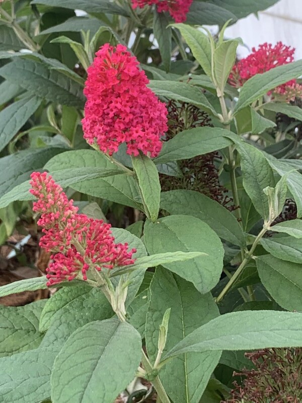 Arbre aux papillons - BUDDLEJA davidii 'Butterfly candy® little ruby' - Arbuste