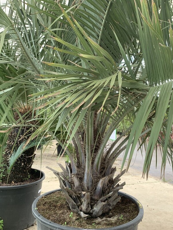 Palmier à vin - BUTIA 'Capitata' - Arbuste