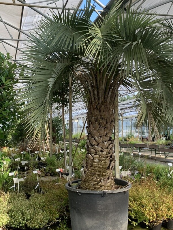 Butia argentin  - BUTIA 'Yatay' - Arbuste