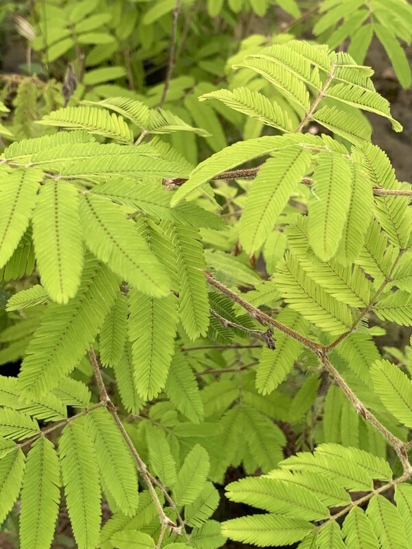 Arbre aux houpettes - CALLIANDRA Surinamensis 'Dixie Pink' - Arbuste