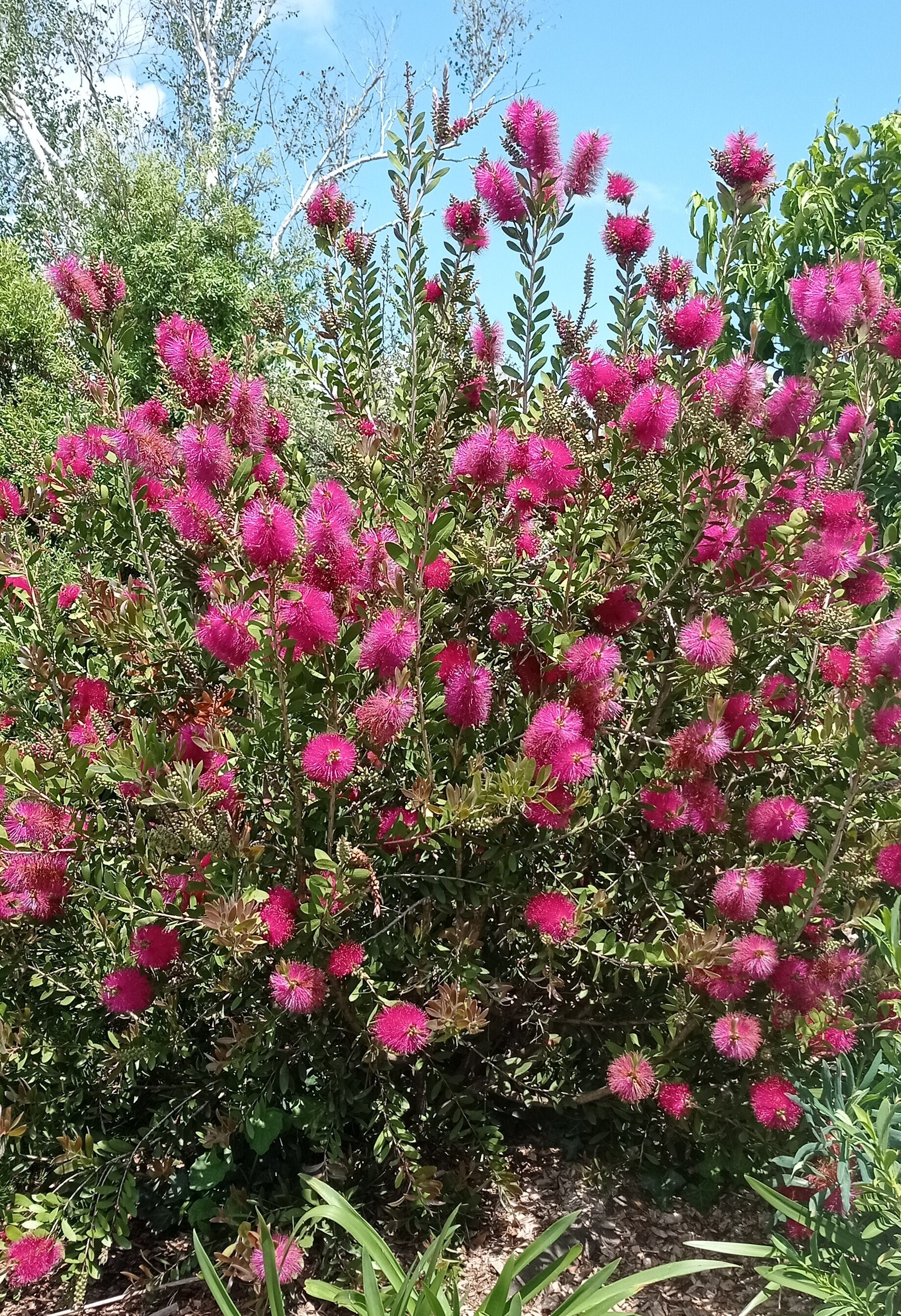 Rince-bouteille - CALLISTEMON viminalis 'Hot pink' - Arbuste