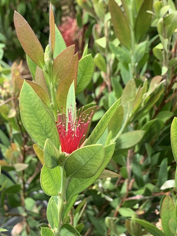 Rince-bouteille - CALLISTEMON viminalis 'Inferno' - Arbuste