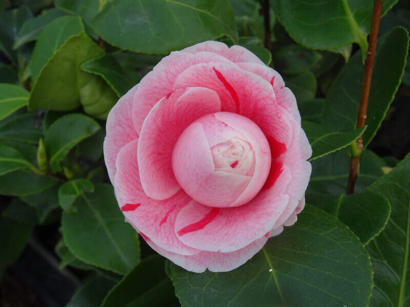 Camélia du Japon - Camélia d'hiver - CAMELLIA japonica 'Professore Filippo Parlatore' - Terre de bruyère