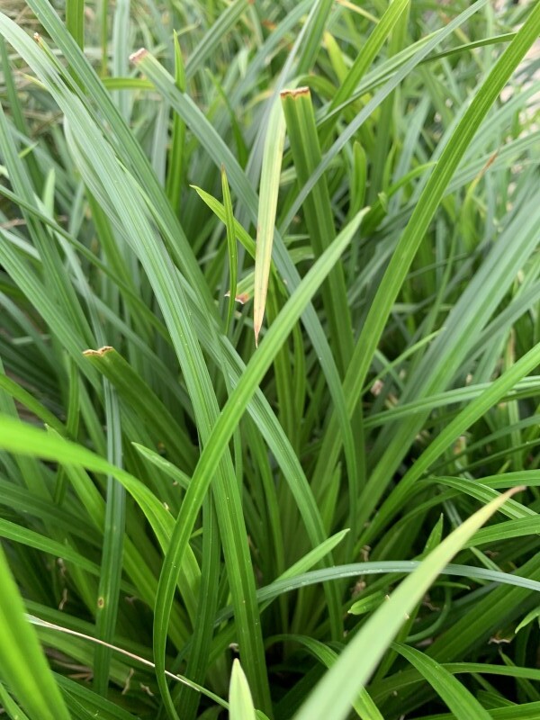 Laiche - CAREX morrowii 'Irish green' - Graminées