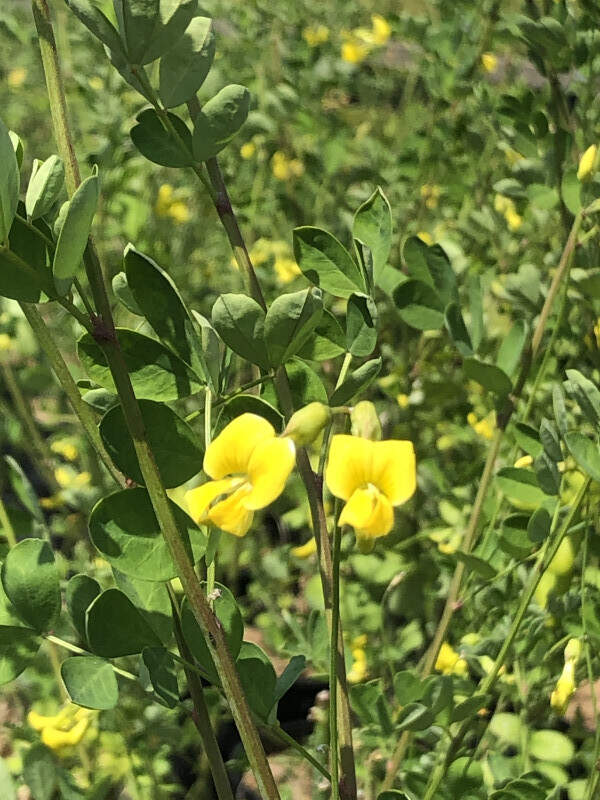 Coronille - CORONILLA emerus - Arbuste