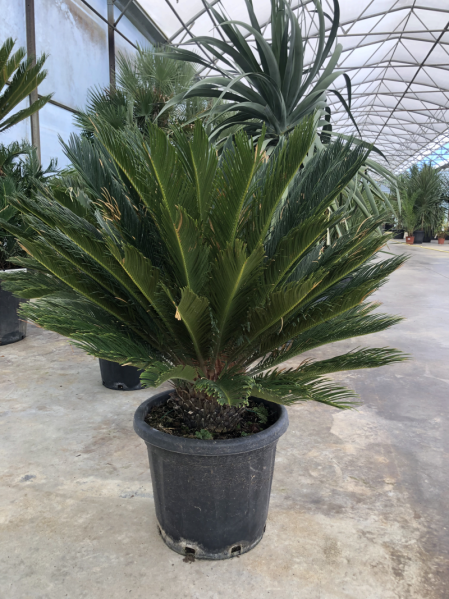 Cycas du Japon - CYCAS Revoluta - Petit arbre