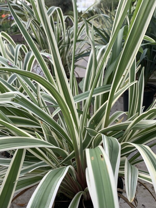 Lys de Tasmanie - DIANELLA tasmanica 'Destiny' - Vivace