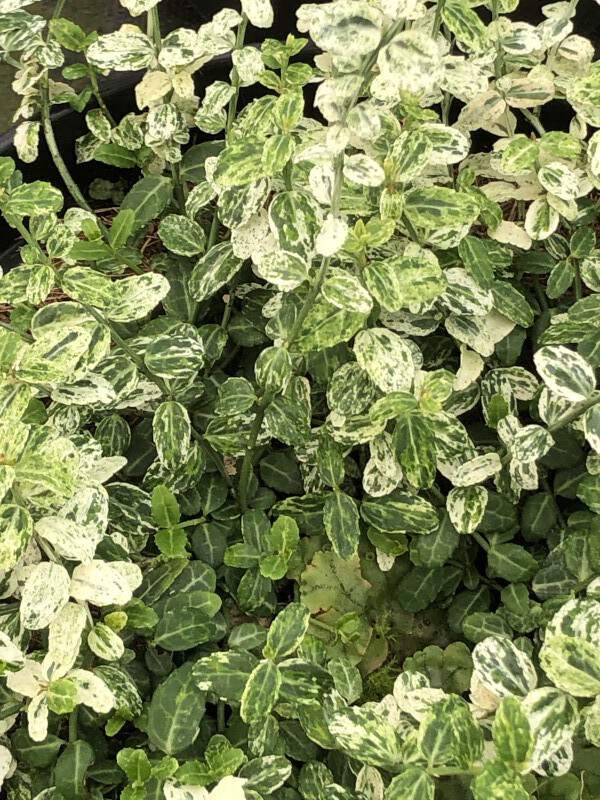 Fusain rampant - EUONYMUS fortunei 'Silverstone®' - Arbuste