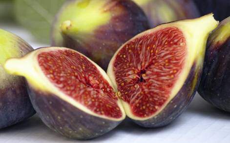 Ficus carica - FIGUIER 'Brown Turkey' - Arbre fruitier