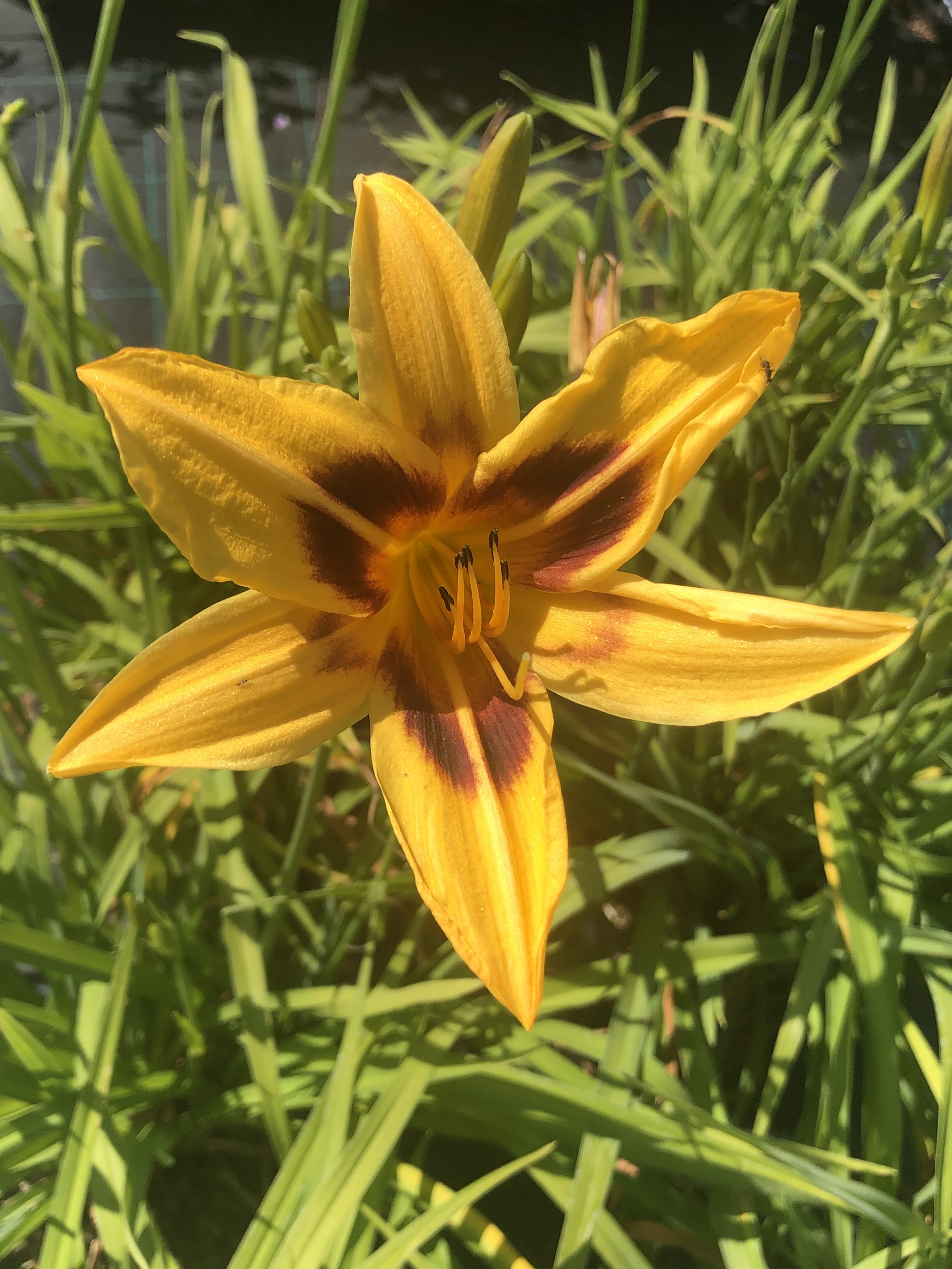 Lis d'un jour - HEMEROCALLIS 'Mikado' - Vivace