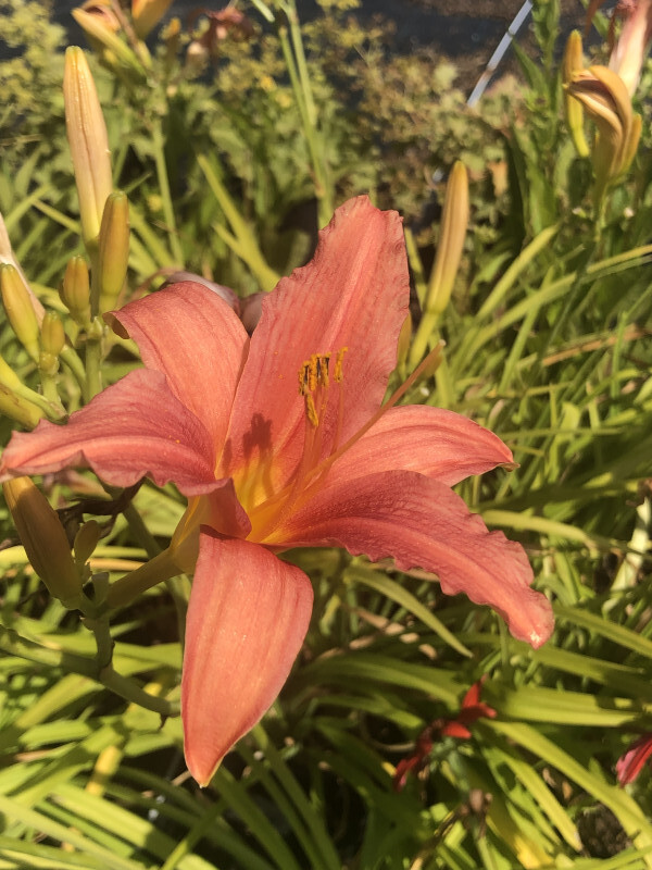 Lys d'un jour - HEMEROCALLIS 'Pink damask' - Vivace