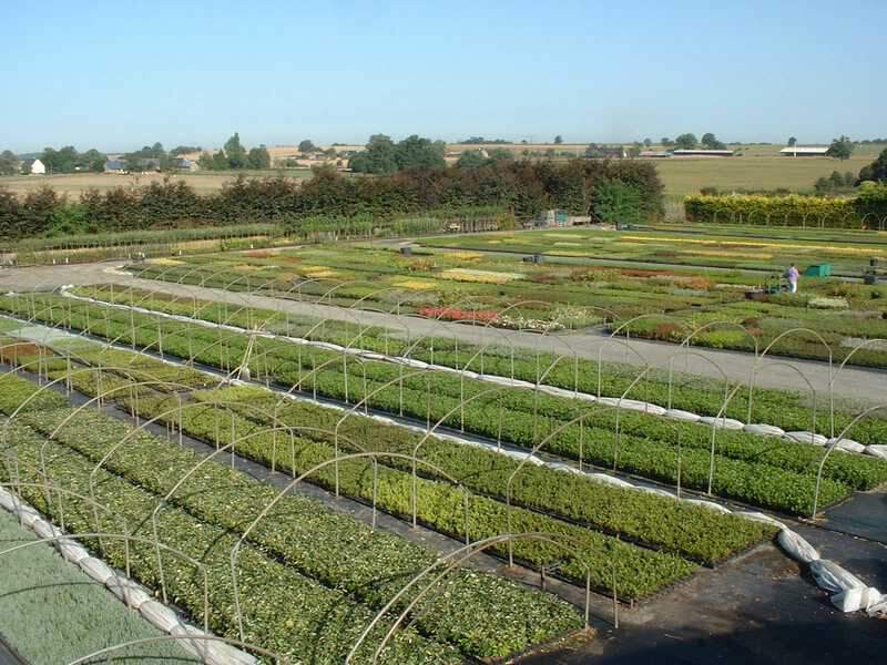 Jardinage : quelles plantes privilégier pour limiter au maximum l'arrosage  face à la sécheresse ? 
