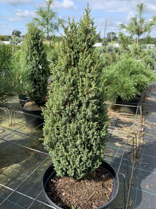 Genévrier - JUNIPERUS communis 'Sentinel' - Conifère nain