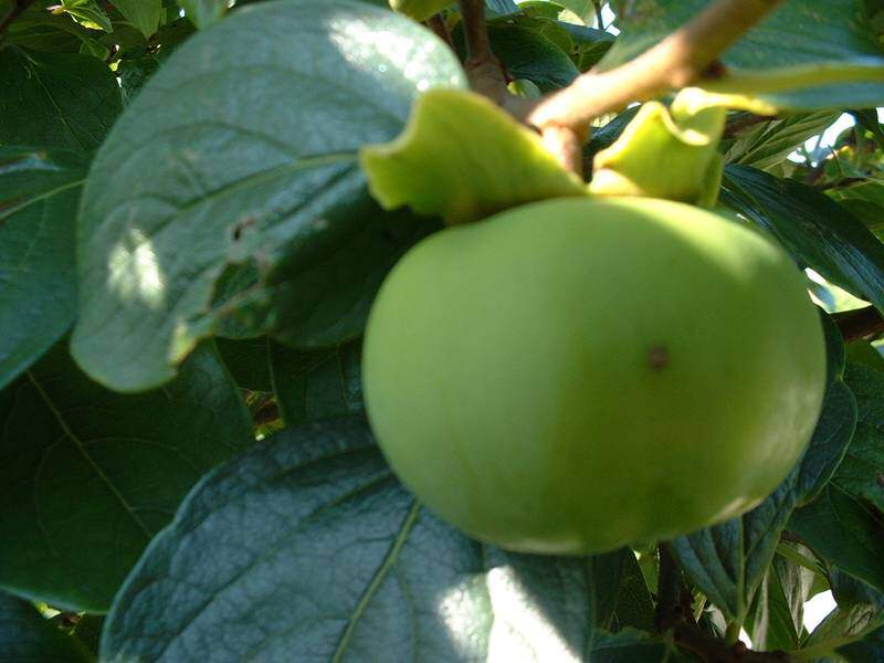 Kaki pomme 'Fuyu' - Le Comptoir Vert