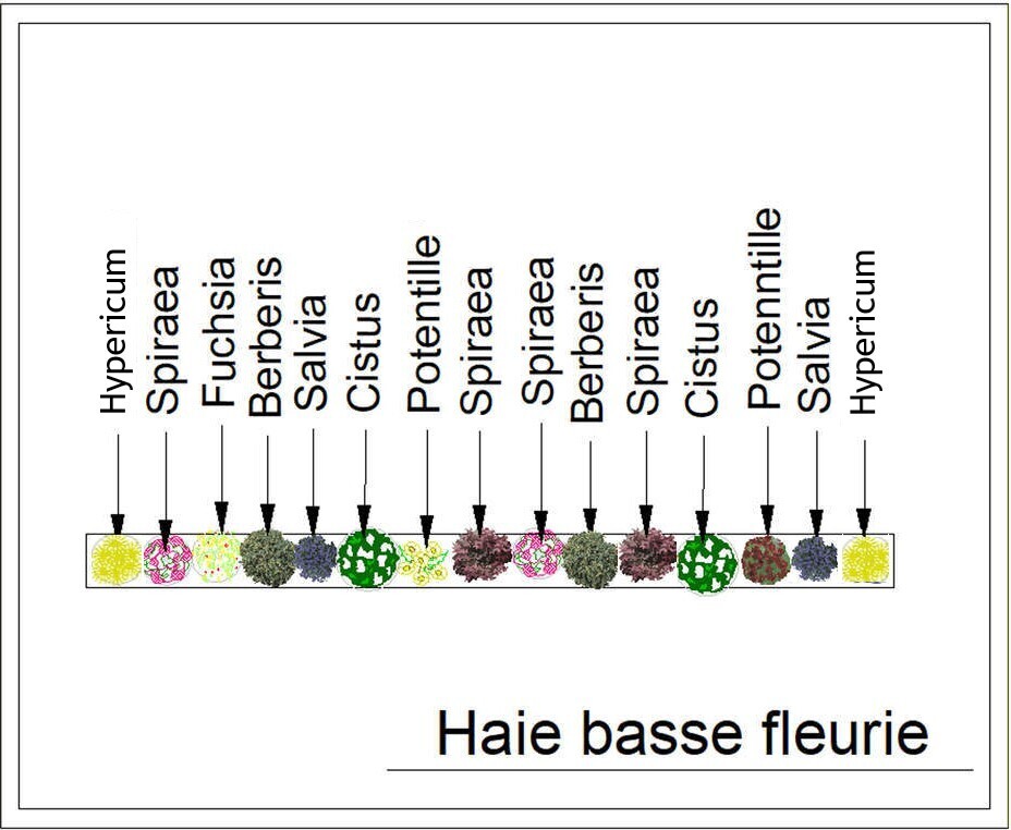  - Kit de haie : Haie basse fleurie - 15 plants - Kit haie basse