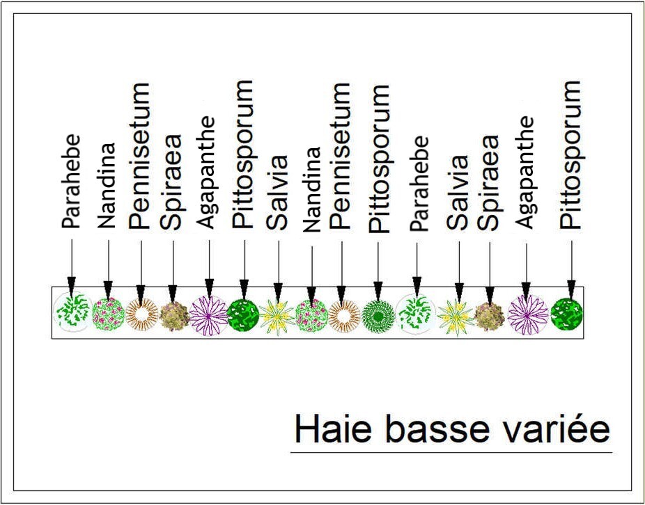  - Kit de haie : Haie basse variée - 15 plants - Kit haie basse