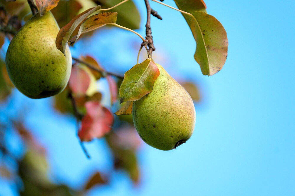 Le-poirier-plantation-entretien-et-recette