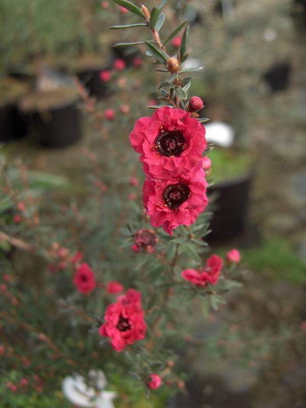 Arbre à thé - LEPTOSPERMUM scoparium 'Winter cheer' - Arbuste