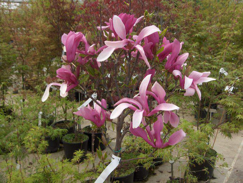 MAGNOLIA liliflora Nigra Magnolia - Terre de bruyère