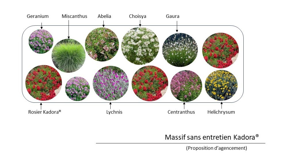  - Kit de massif : Kadora® - 12 plants - Massifs