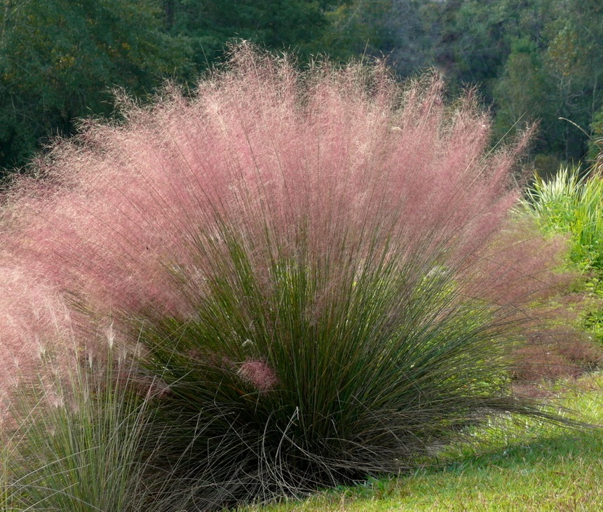 Muhlenbergia - MUHLENBERGIA capillaris - Graminées