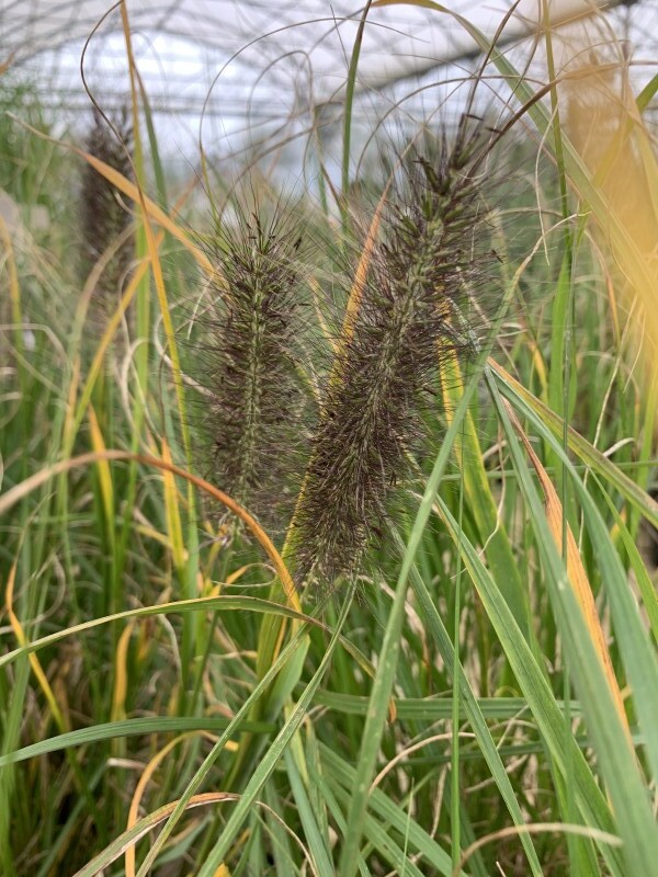 Herbes aux écouvillons - PENNISETUM alopecuroides 'Red Head' - Graminées