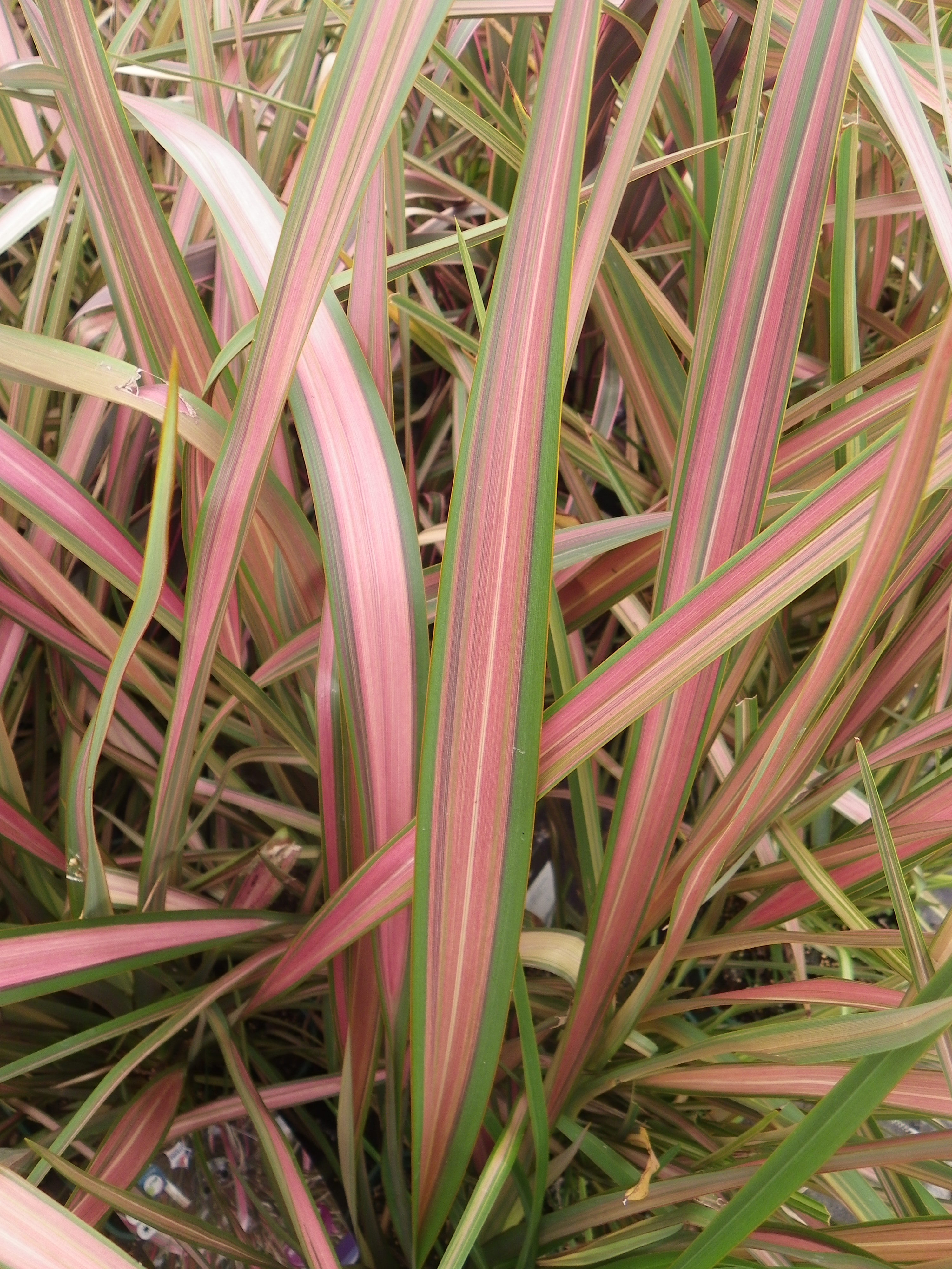 Lin de Nouvelle Zélande - PHORMIUM 'Jester' - Arbuste