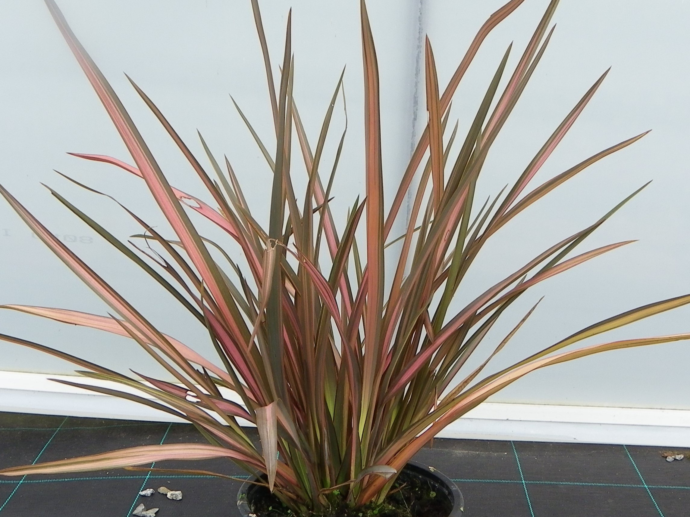 Lin de Nouvelle Zélande - PHORMIUM 'Rainbow Sunrise' - Arbuste