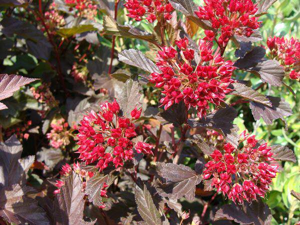 Physocarpus pourpre - PHYSOCARPUS opulifolius 'Diabolo' - Arbuste