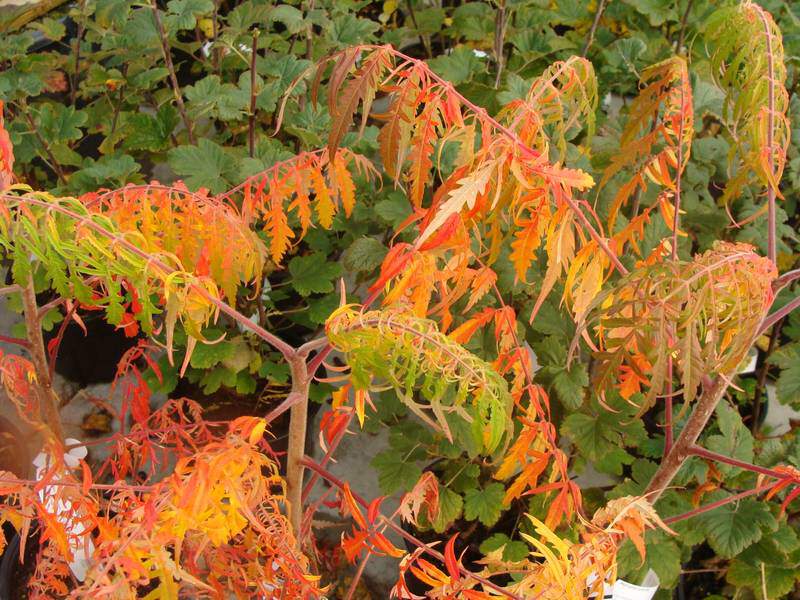 Sumac de Virginie, Vinaigrier, Rhus typhina : planter, cultiver, multiplier