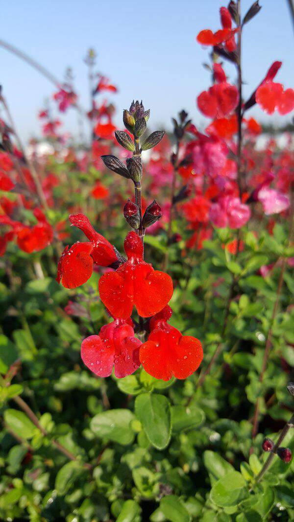 Sauge - SALVIA 'Royal bumble' - Arbuste