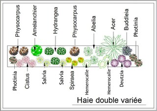  - Kit de haie : Haie double variée - 30 plants - Kit haie