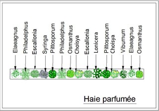  - Kit de haie : Haie parfumée - 15 plants - Kit haie