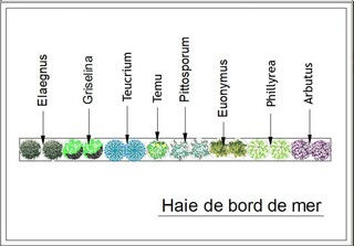  - Kit de haie : Haie de bord de mer - 15 plants - Kit haie